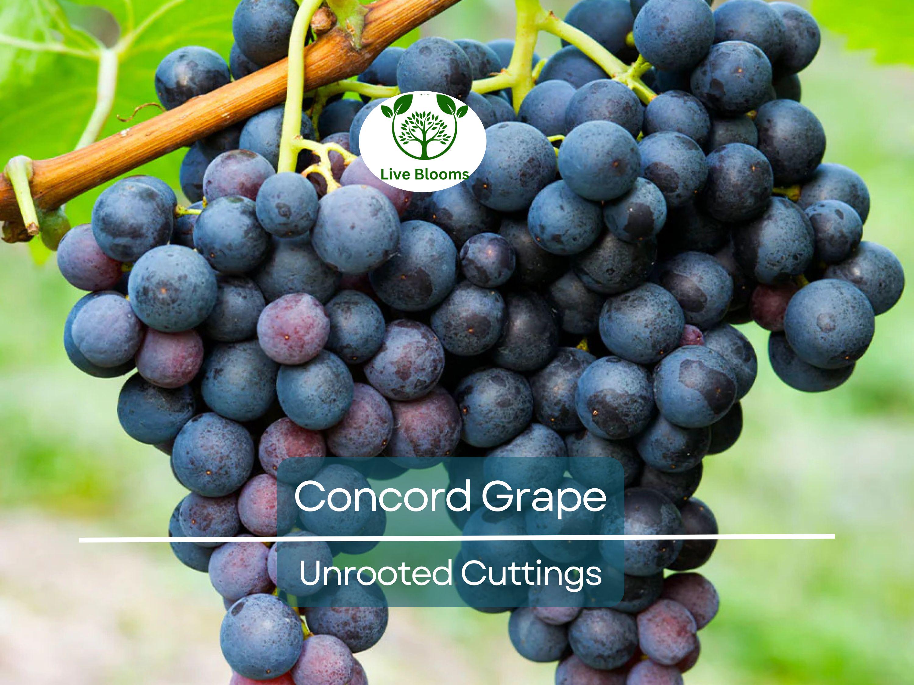 12 Organic Concord Grape Cuttings - Unrooted, 6 Inches Long for Rooting, Grape Vines, Vitis labrusca, Home Vineyard, Grape Growing Starter