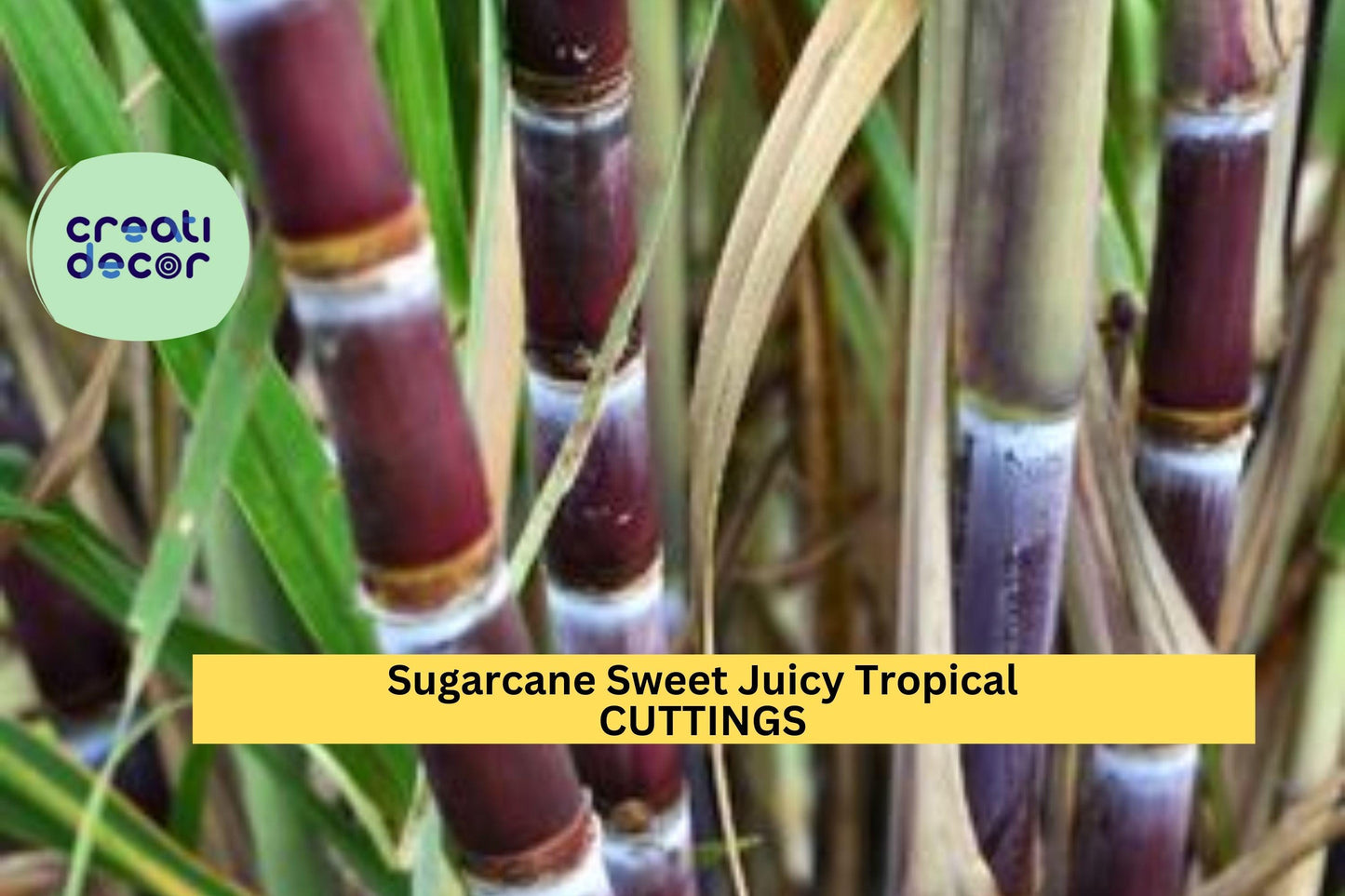 2 Sugarcane Cuttings | Sweet Juicy Tropical Plant | Ready to Plant Stalks | Fast Growing Crop | Garden Starter Set
