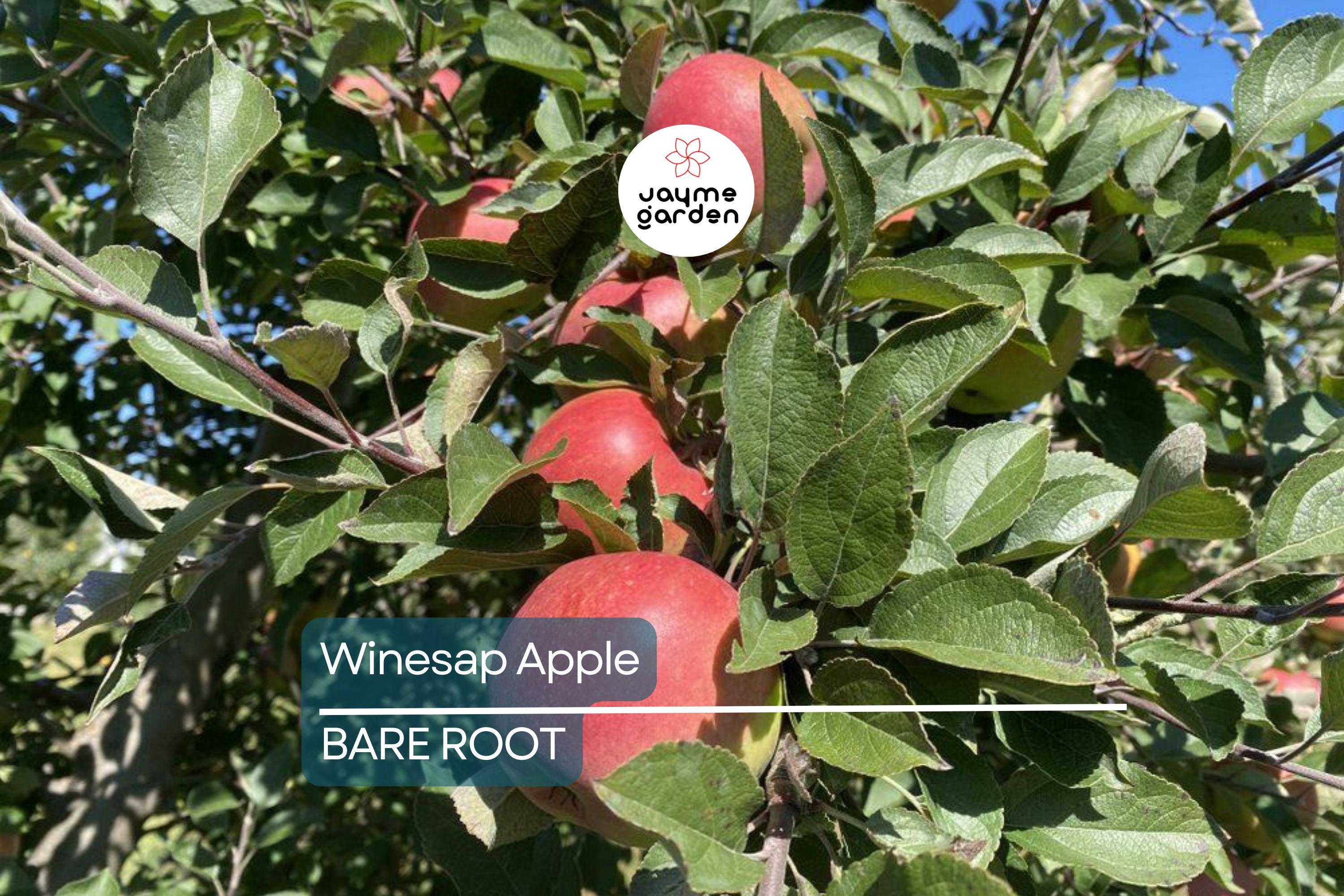 Live Winesap Apple Tree (2-3ft) | Sweet & Tart Fruit | Bare Root | Plant Now for Spring