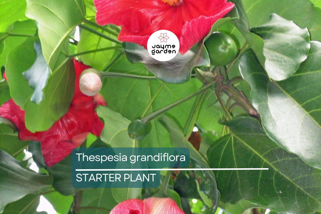 Portia Tree Starter Plant - Thespesia grandiflora 12”-24” | Tropical Flowering Tree for Garden