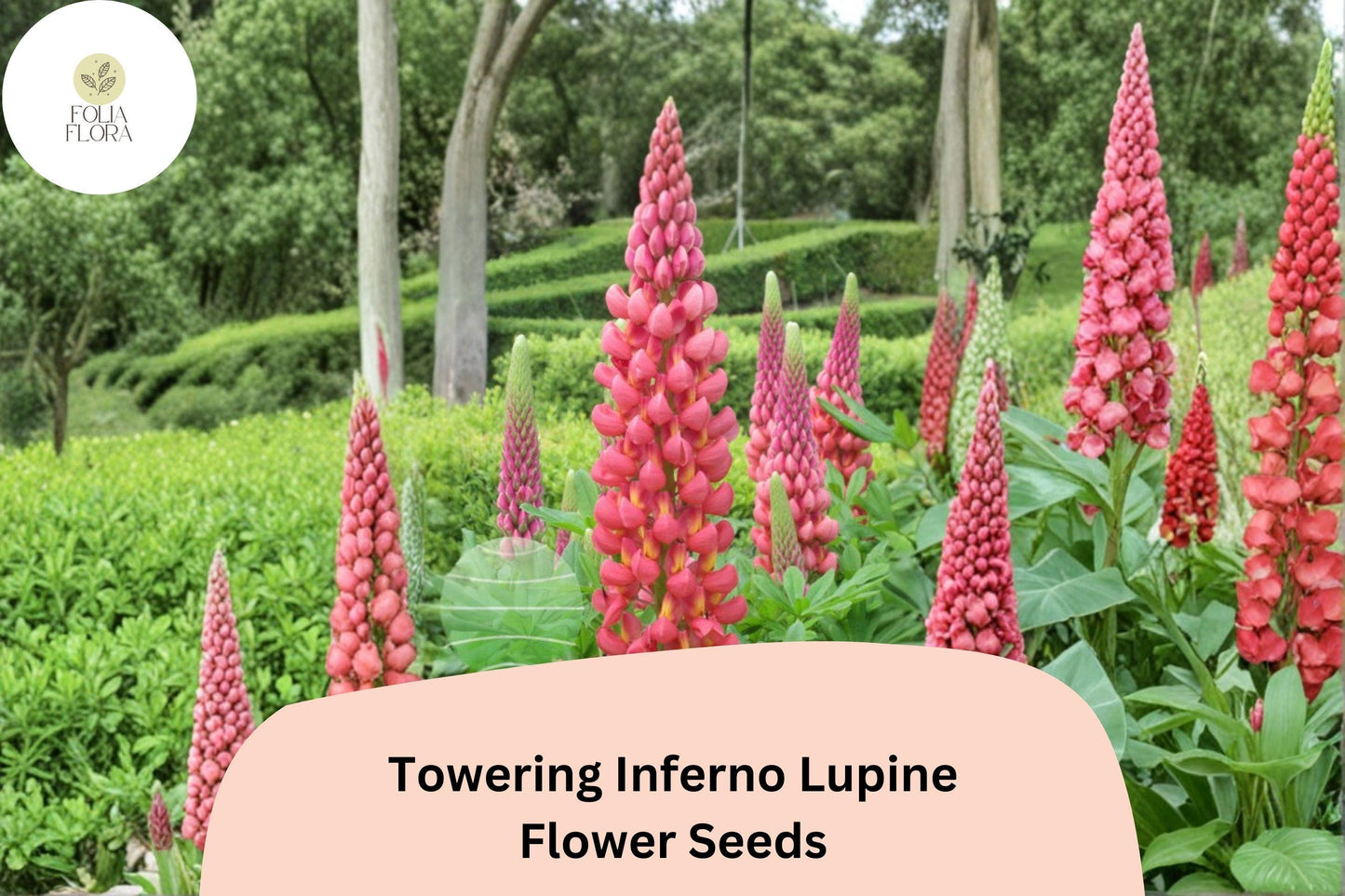 25+ Towering Inferno Lupine Seeds | Lupinus | Fiery Red-Orange Tall Flower Spikes for Garden Planting
