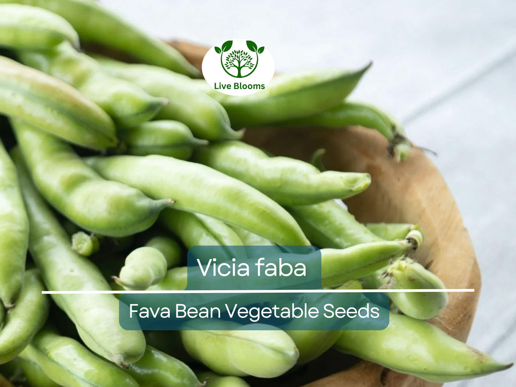 5 Seeds Fava Bean - Vicia faba | Heirloom Bean for Planting, Gardening & Culinary Use | Nutrient-Rich, Versatile Legume