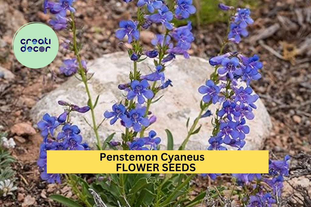 3pcs of 100mg Penstemon cyaneus Seeds – Blue Penstemon Wildflower for Dry Gardens, Meadows, or Pollinator Landscaping Seeds for Planting