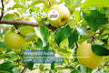 3 Honeygold Apple Fruit Tree Scions 6-10" for Grafting or Rooting - Fresh Cuttings from High-Yield Trees