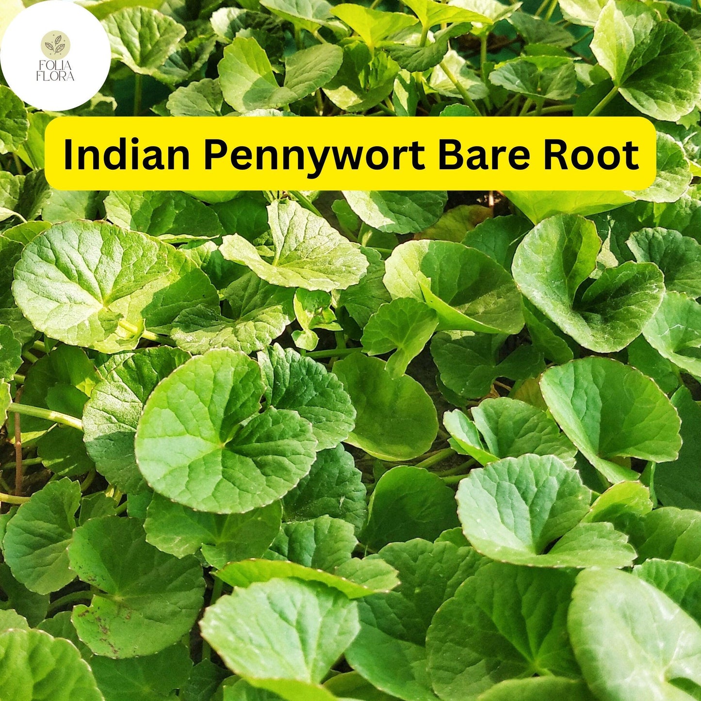 Pennywort 15 Live Plants, Bare Root, Centella asiatica, Easy to Grow Aquatic Herb