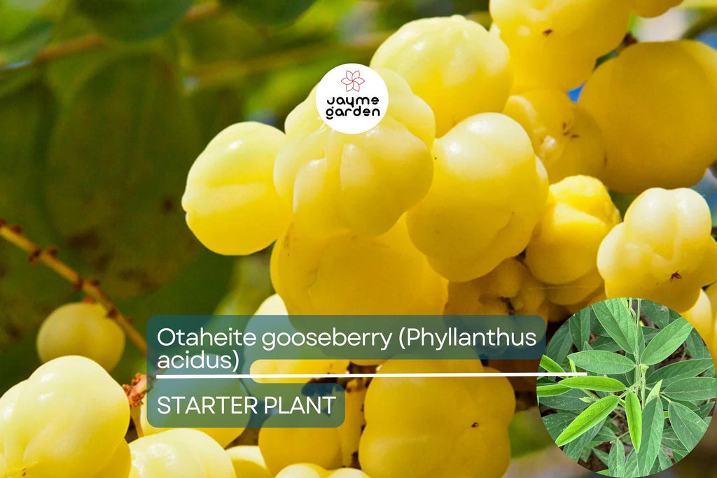 Otaheite Gooseberry Starter Plant - Phyllanthus acidus 1’-2” | Tropical Fruit Tree for Garden