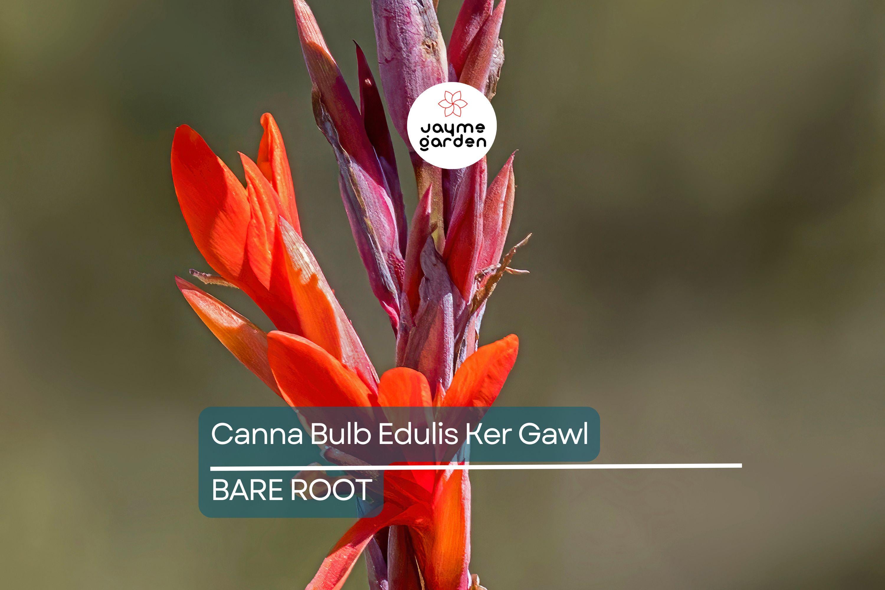 1 Canna Bulb Edulis Ker Gawl - Bare Root Live Plant - Ready to Plant, Tropical Ornamental Plant