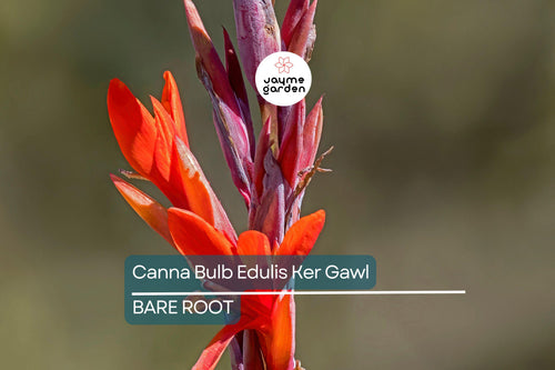 1 Canna Bulb Edulis Ker Gawl - Bare Root Live Plant - Ready to Plant, Tropical Ornamental Plant