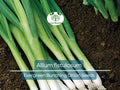 250 mg Onion Evergreen Bunching Seeds for Planting - Perennial, Hardy Green Onion Variety for Vegetable Gardens, Spring & Summer Crops