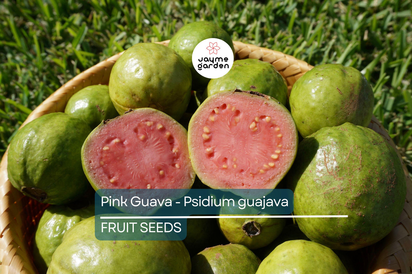 20 Pink Guava Seeds – Psidium guajava, Tropical Fruit Tree, Non-GMO, Free Shipping