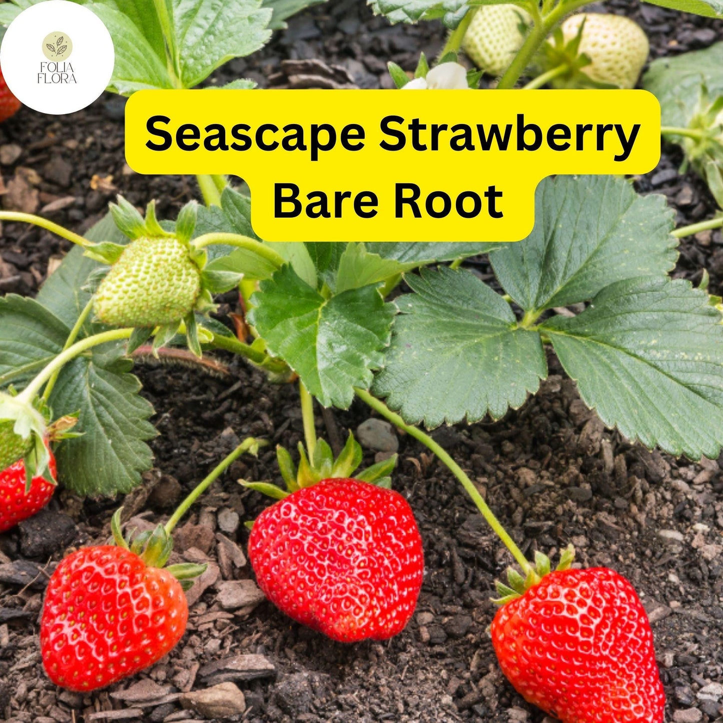 25 Bare Root Pack Seascape Everbearing Strawberry Plants | Sweet, Juicy Berries | Zones 4-9
