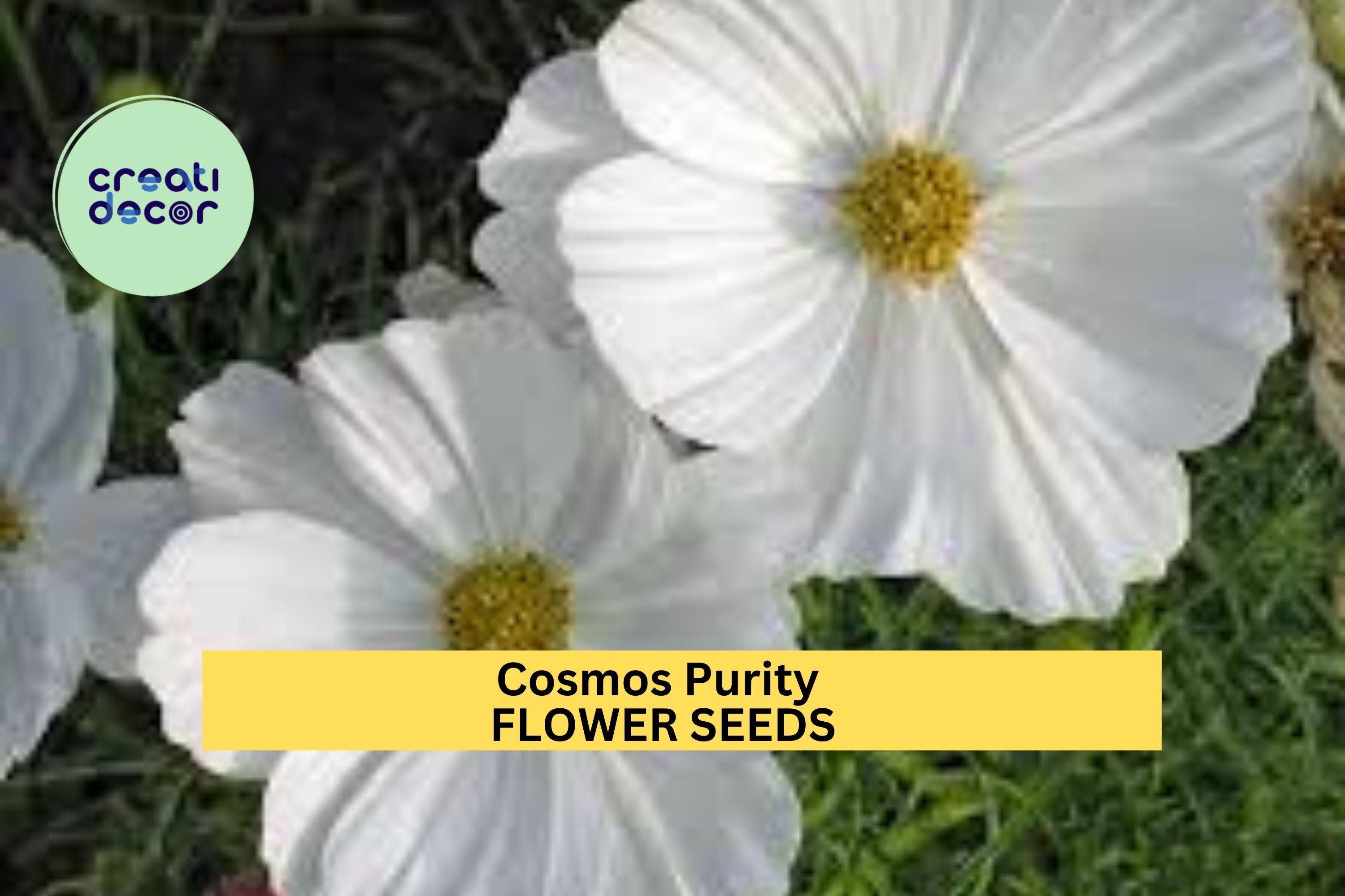 3pcs of 1g Cosmos Purity Seeds – White Cosmos for Cottage Gardens, Pollinator Beds, or Elegant Summer Flower Borders Seeds for Planting