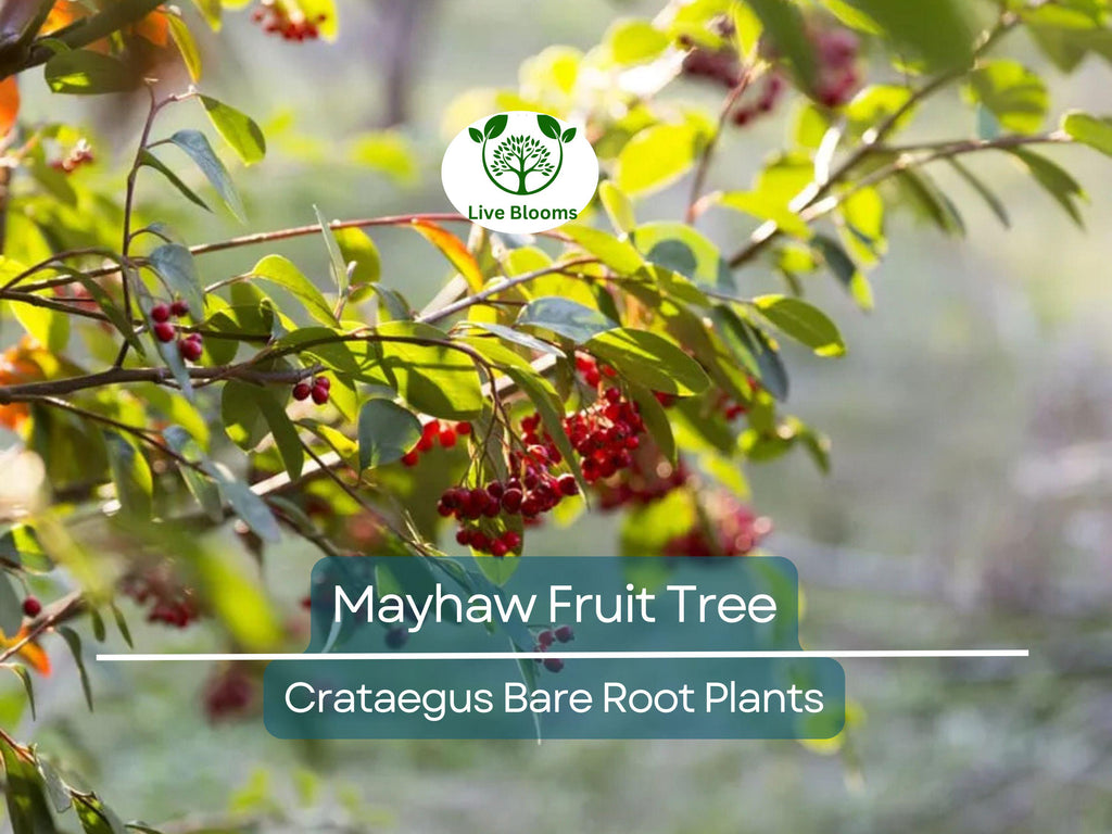 2 Mayhaw Fruit Trees – Live Heirloom Seedlings 6” Tall – Bare Root Red Apple-Hawthorn – Southern Native for Jelly & Wildlife