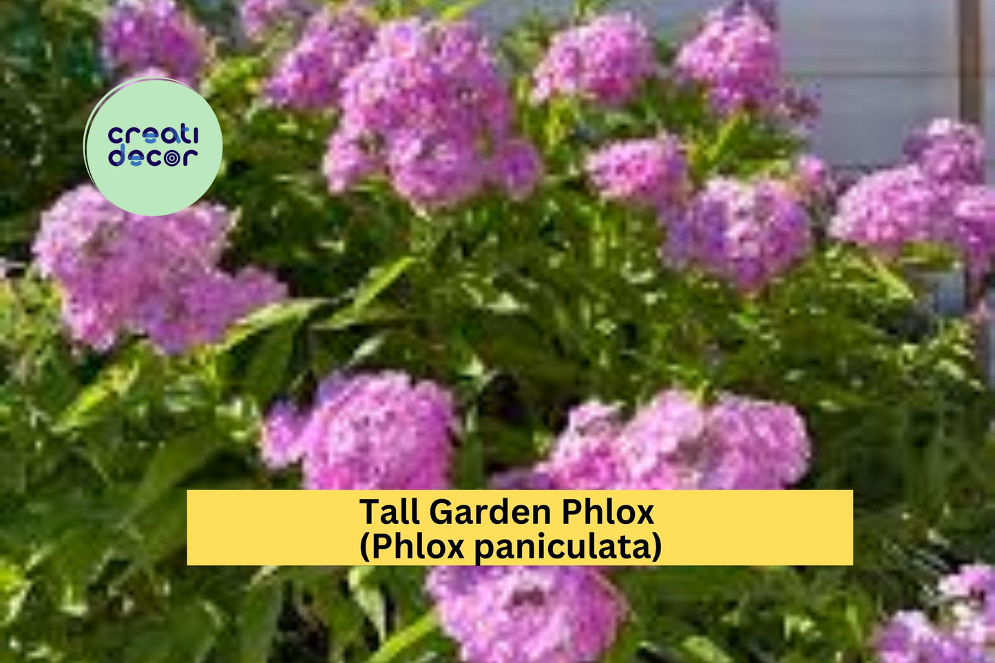 5 Tall Garden Phlox Bare Root Plants | Perennial Live Flowers | Summer Blooming Butterfly Attracting Garden Perennials