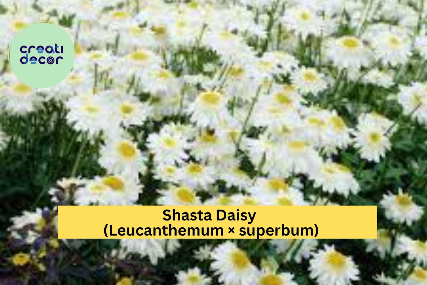 Shasta Daisy Plants – Leucanthemum × superbum – Set of 5 Bare Root Perennials, Summer White Blooms for Garden Borders