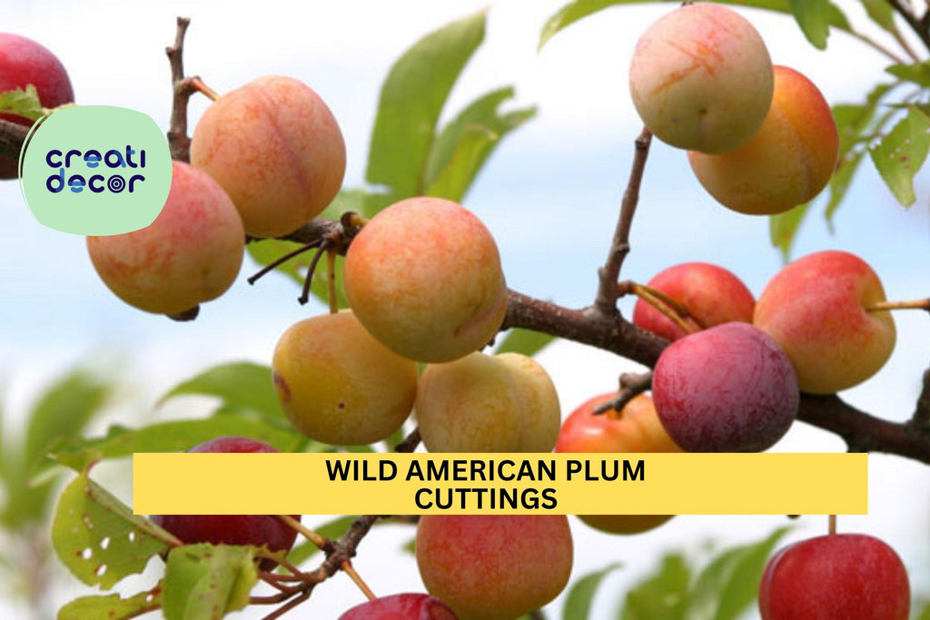 12 Wild American Plum Cuttings | Prunus Americana | Unrooted Edible Native Tree | Wildlife Habitat & Grafting Wood Starter