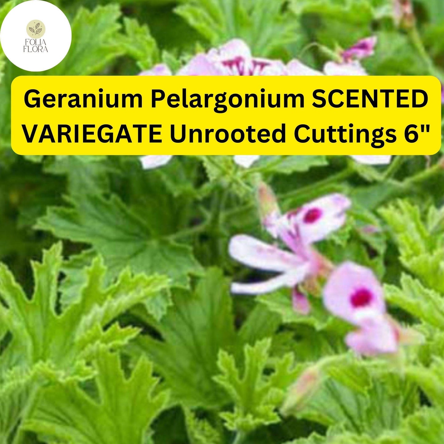 Geranium Pelargonium ‘Scented Variegated’ | 3 Live 6” Unrooted Cuttings | Fragrant, Easy-Care Flowering Plant, Unique Foliage