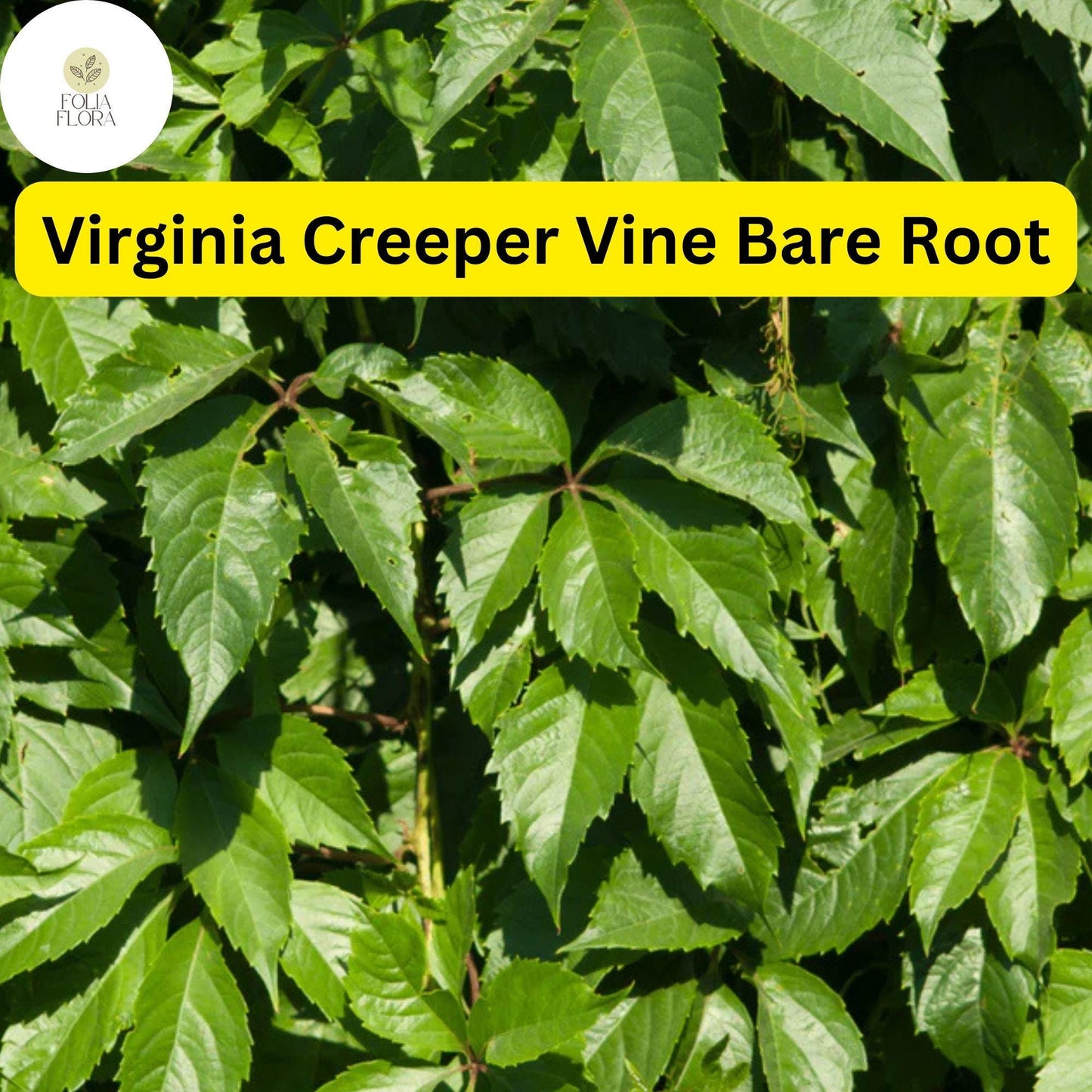 5 Virginia Creeper Vines, Parthenocissus quinquefolia, Bare Root Perennial Plants, Fast-Growing Climber