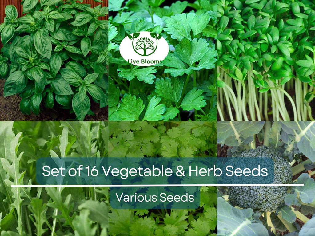 Set of 16 Vegetable & Herb Seeds – Non-GMO Garden Starter Kit, Basil, Parsley, Arugula, Dill, Broccoli, Cilantro, DIY Grow Food Indoors