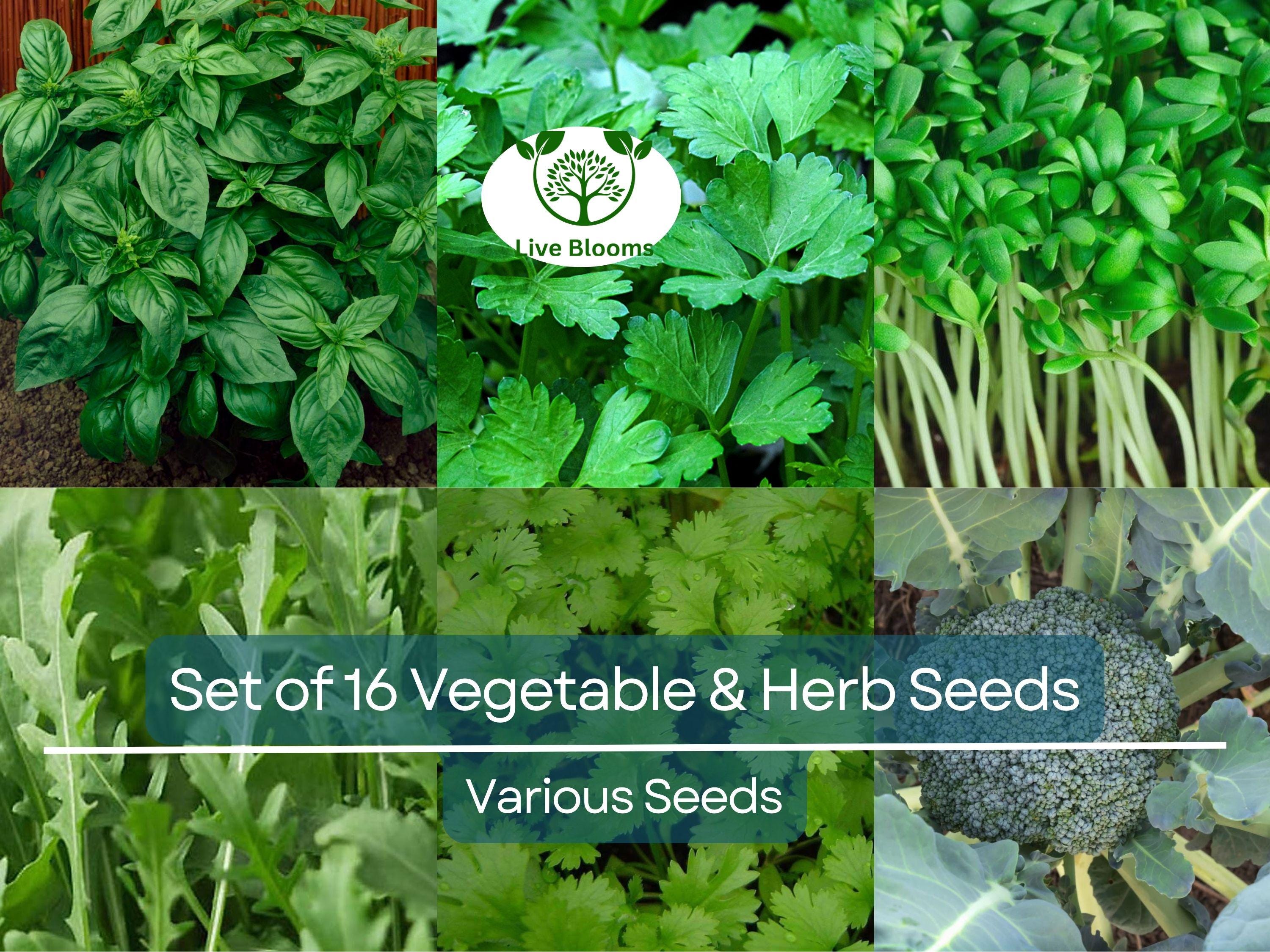 Set of 16 Vegetable & Herb Seeds – Non-GMO Garden Starter Kit, Basil, Parsley, Arugula, Dill, Broccoli, Cilantro, DIY Grow Food Indoors