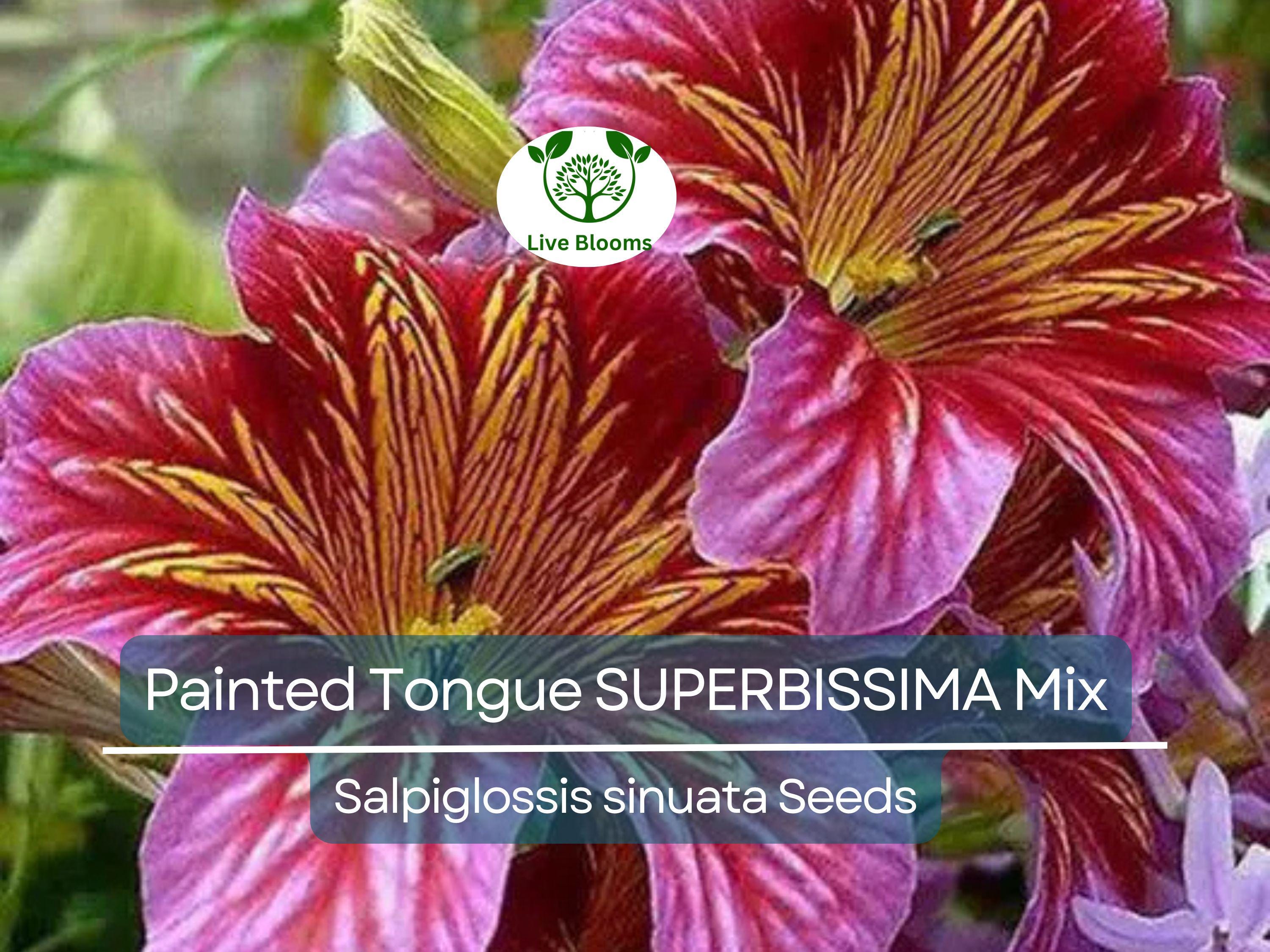 300 Seeds Painted Tongue SUPERBISSIMA Mix, HEIRLOOM Salpiglossis, Non-GMO, Vibrant Colors, Annual Flower, Pollinator-Friendly