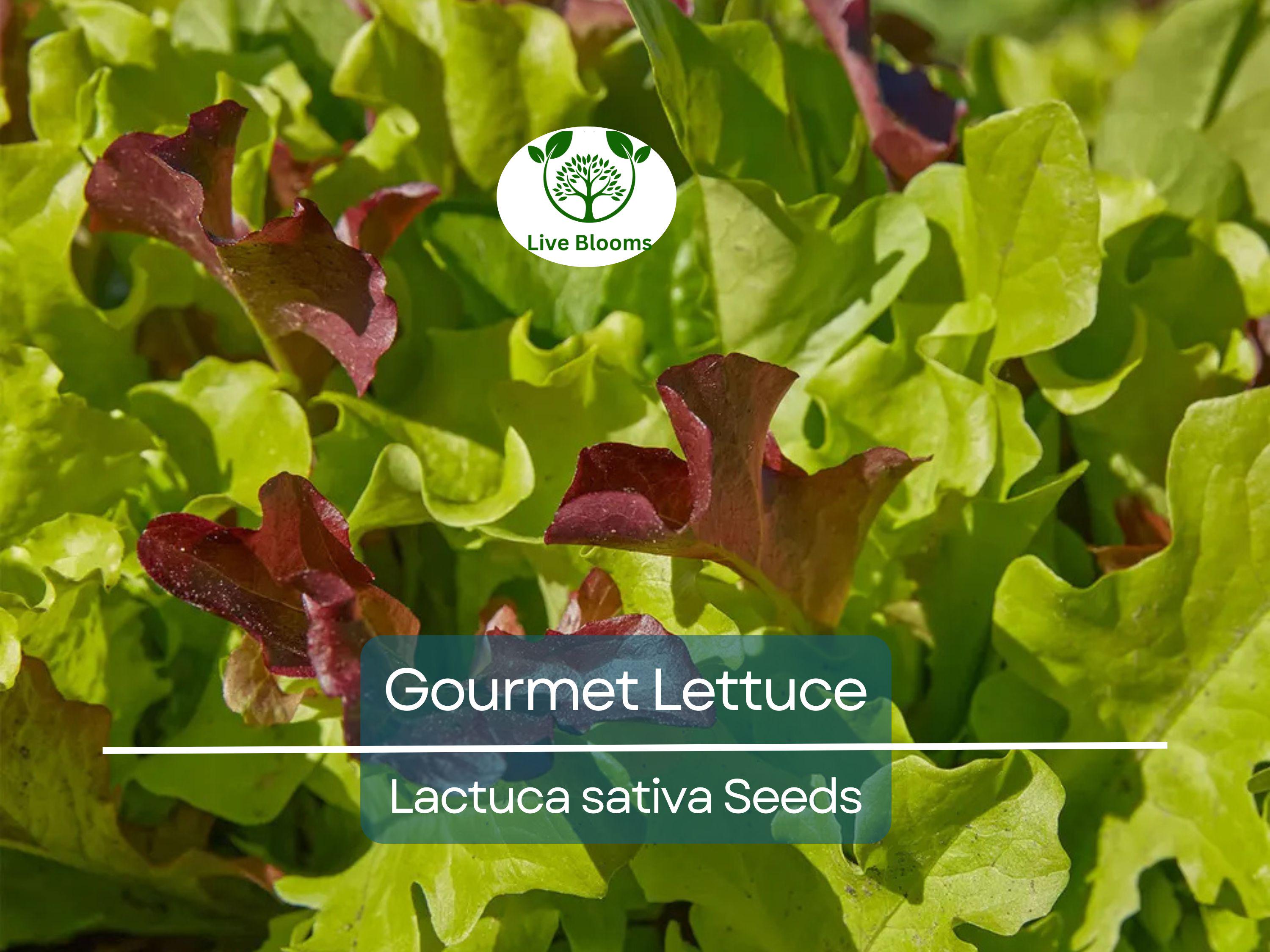 1000 Gourmet Lettuce Blend Seeds | Mixed Salad Bowl Lettuce, Crisp & Fresh, Easy to Grow, Ideal for Home Gardens, Variety of Leaf Types