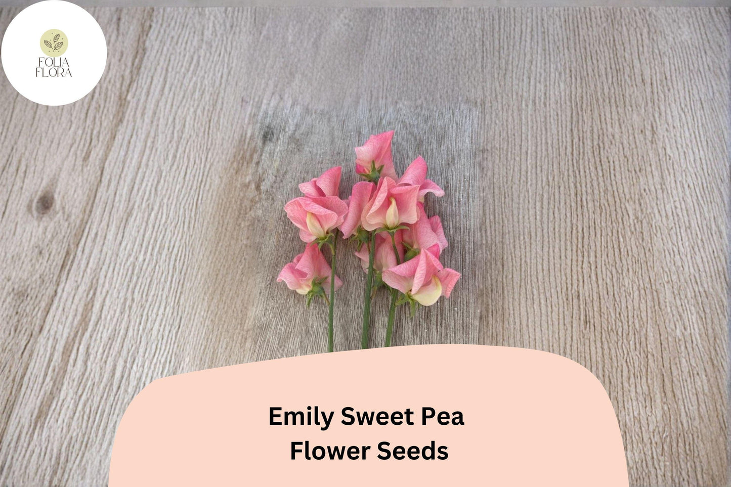 Emily Sweet Pea Seeds | Lathyrus odoratus Soft Pink Blooms Garden Planting (50+ Seeds)