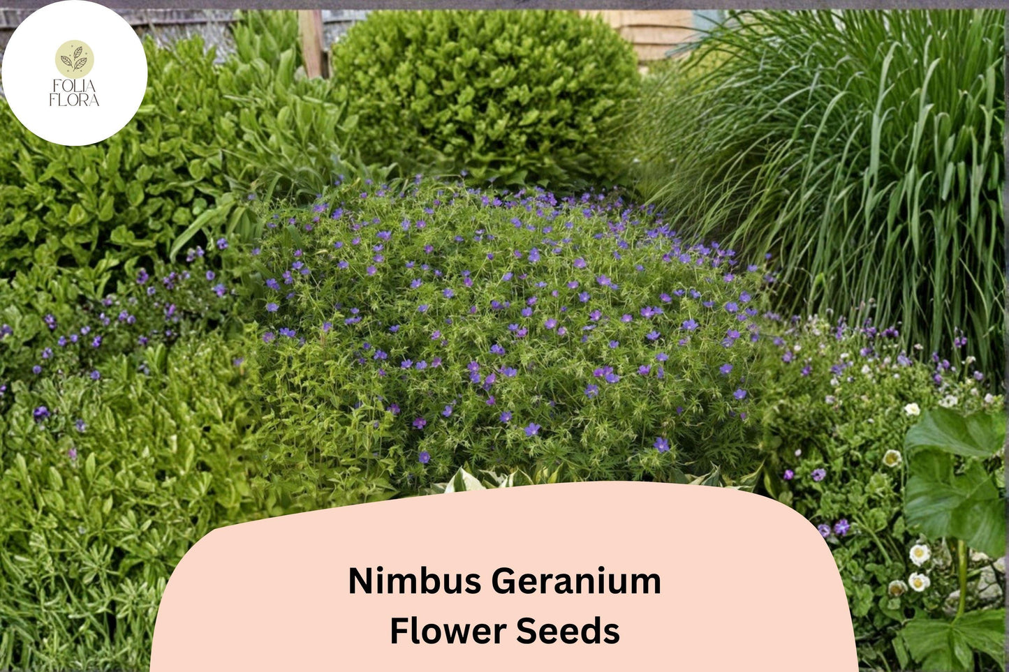 25+ Nimbus Geranium Seeds | Hardy Perennial | Soft Purple Blooms for Garden Borders & Cottage Gardens