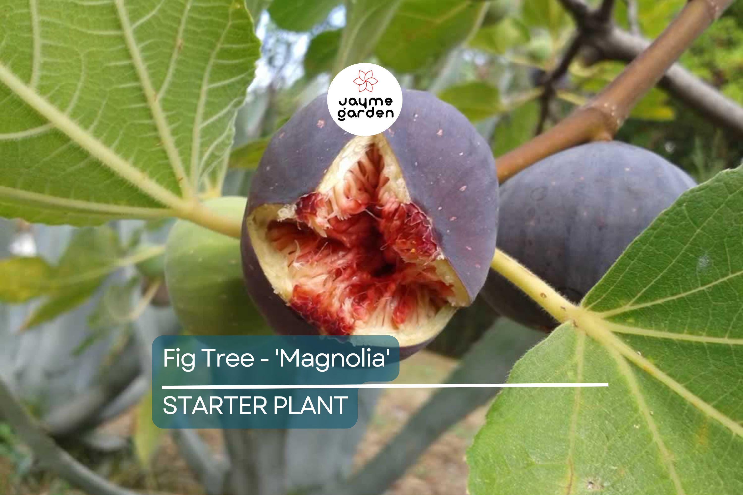 Magnolia Fig Tree | Ficus Carica | Fruiting Tree | Zones 7-10 | Blowout Price