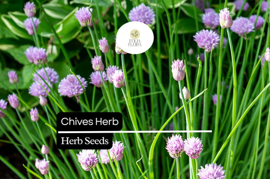 150 Chive Herb Seeds – Allium schoenoprasum – Heirloom, Perennial, Mild Onion Flavor, Perfect for Salads