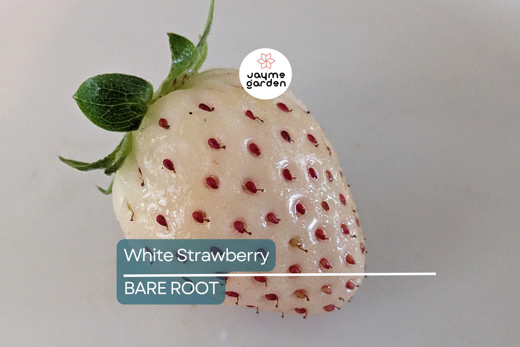 6 Bare Root Pineberry Plants, White Strawberries with Pineapple Taste, Organic, Everbearing, Spring to Fall Harvest