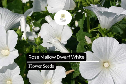 250mg Rose Mallow Dwarf White Seeds (Hibiscus moscheutos) - Compact Hardy Perennial Blooms