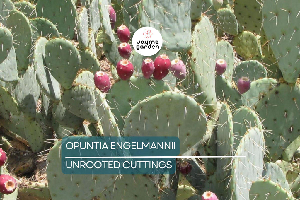 Opuntia Engelmannii Cactus Cutting (6-9 Inches) – Yellow Flowers, Prickly Pear, Rootone Treated