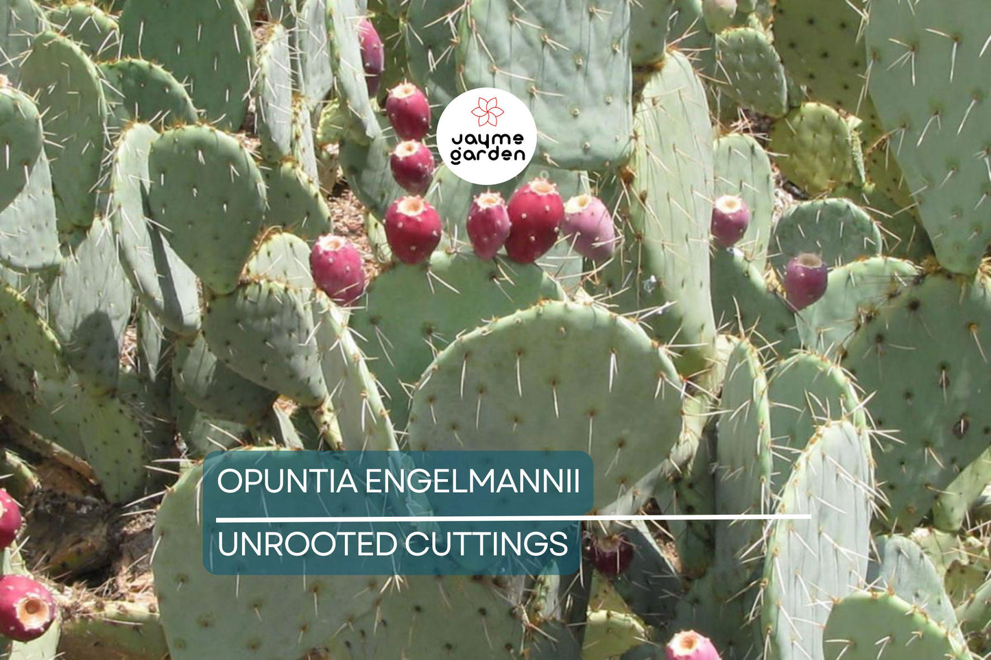 Opuntia Engelmannii Cactus Cutting (6-9 Inches) – Yellow Flowers, Prickly Pear, Rootone Treated