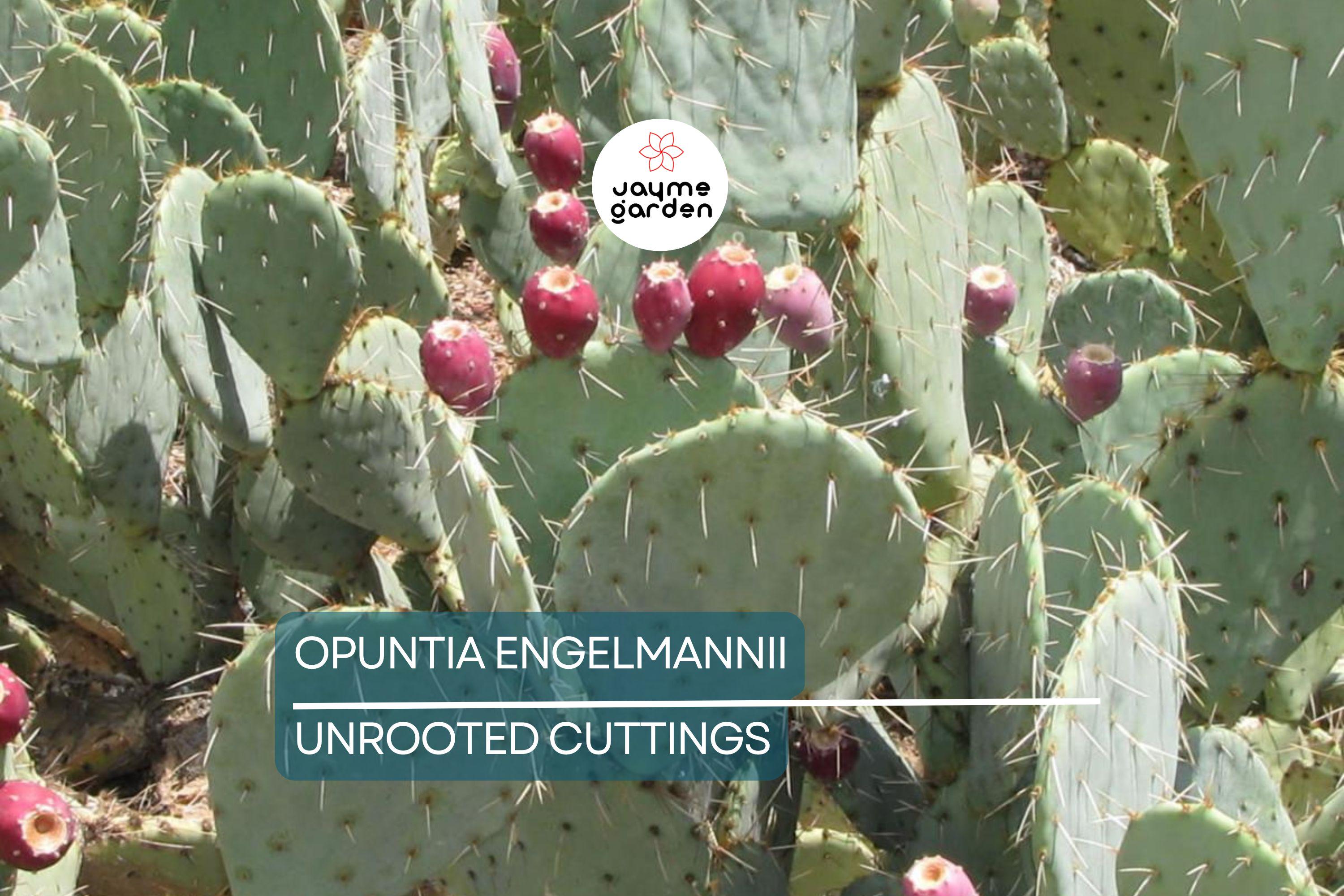 Opuntia Engelmannii Cactus Cutting (6-9 Inches) – Yellow Flowers, Prickly Pear, Rootone Treated