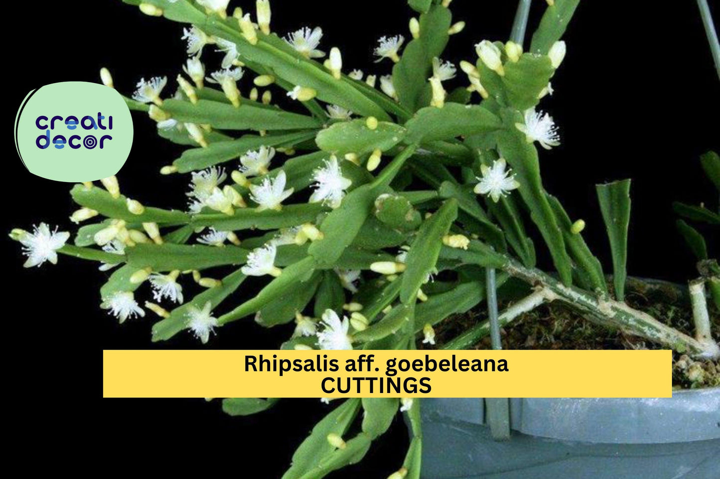 Rhipsalis aff. goebeliana Cuttings | 5× 4" Orchid Cactus Stems | Rare White Blooming Epiphyte | Jungle Cactus | HTF Variety