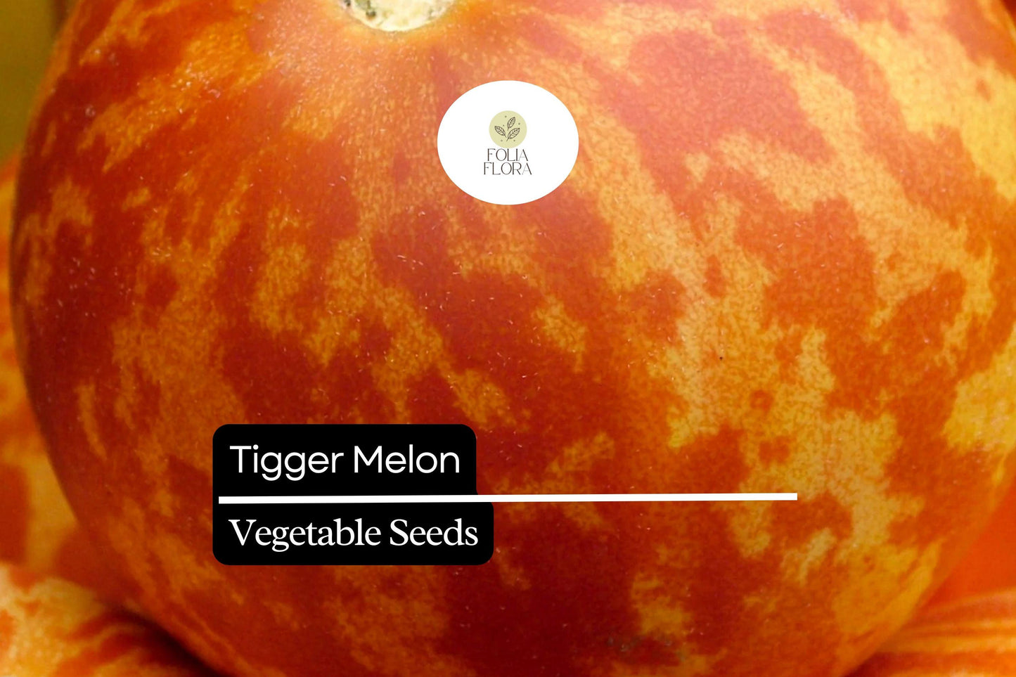 10 Seeds Tigger Melon (Cucumis melo) – Unique Heirloom Melon with Striking Stripes and Sweet Fragrant Flesh