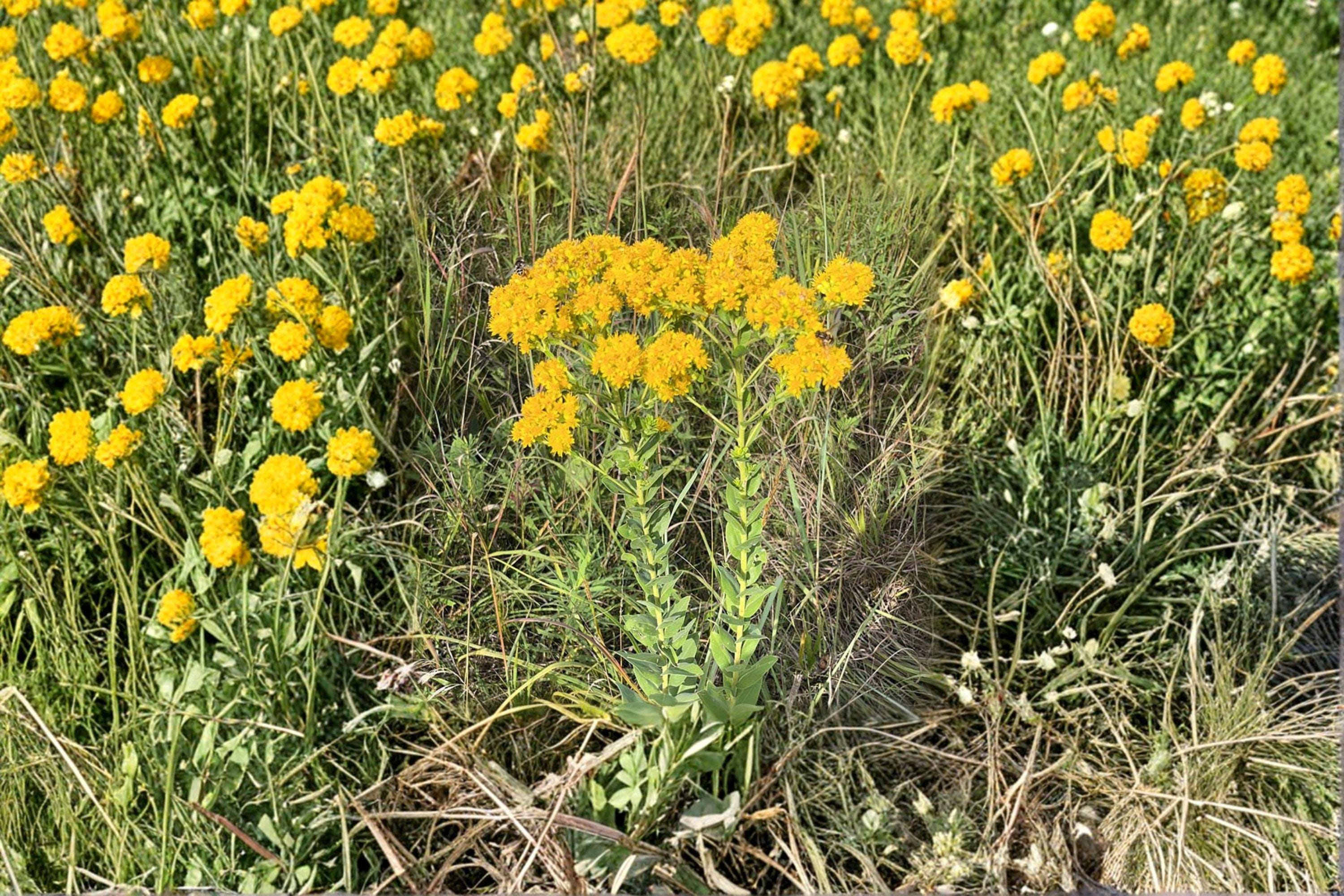 Stiff Goldenrod – Solidago rigida, Native Prairie Perennial | Late-Season Bloomer (100 Seeds)