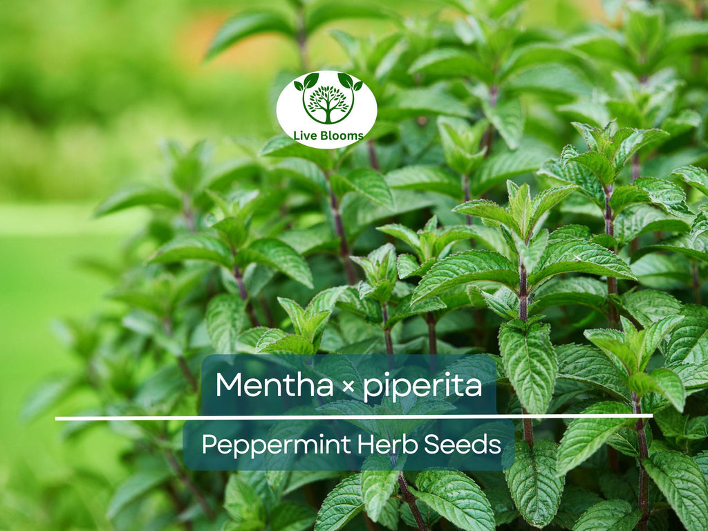 30 mg Seeds Peppermint Herb – Mentha × piperita | Fresh Mint for Planting, Culinary, Tea Uses