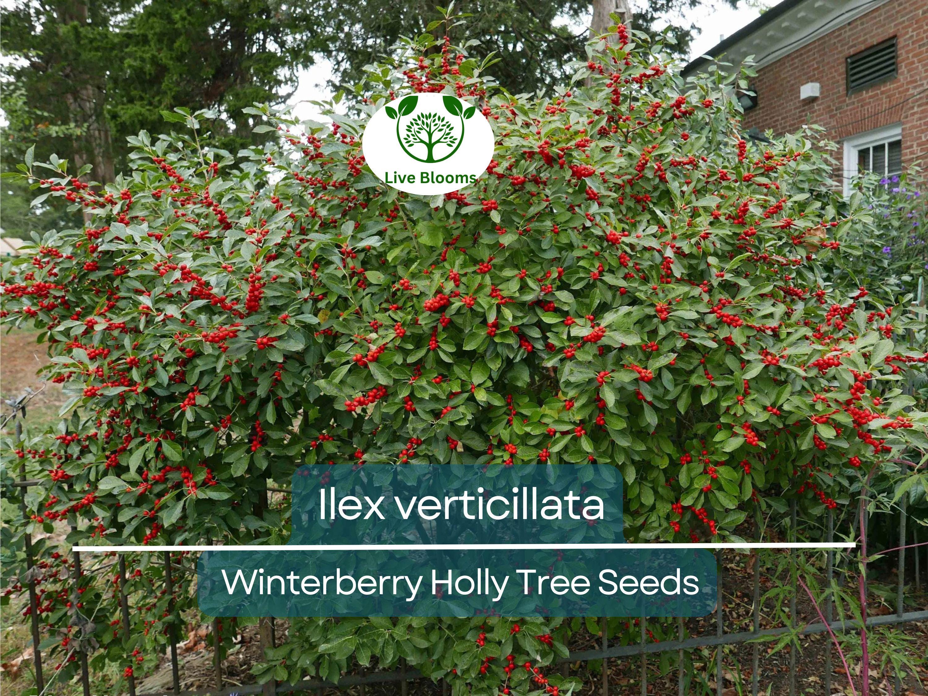 250 mg Seeds Ilex Verticillata - Winterberry Holly for Planting | Decorative Shrub for Wildlife & Landscaping