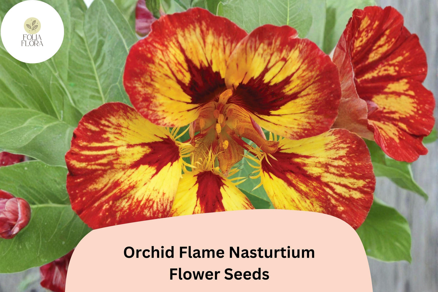50+ Orchid Flame Nasturtium Seeds | Vibrant Red & Yellow Blooms | Easy Annual Flower for Garden