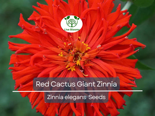 100 Seeds Zinnia Elegans Red Cactus Giant, Huge 4-5" Blooms, Cut Flowers, Non-GMO, Vibrant Garden Blooms