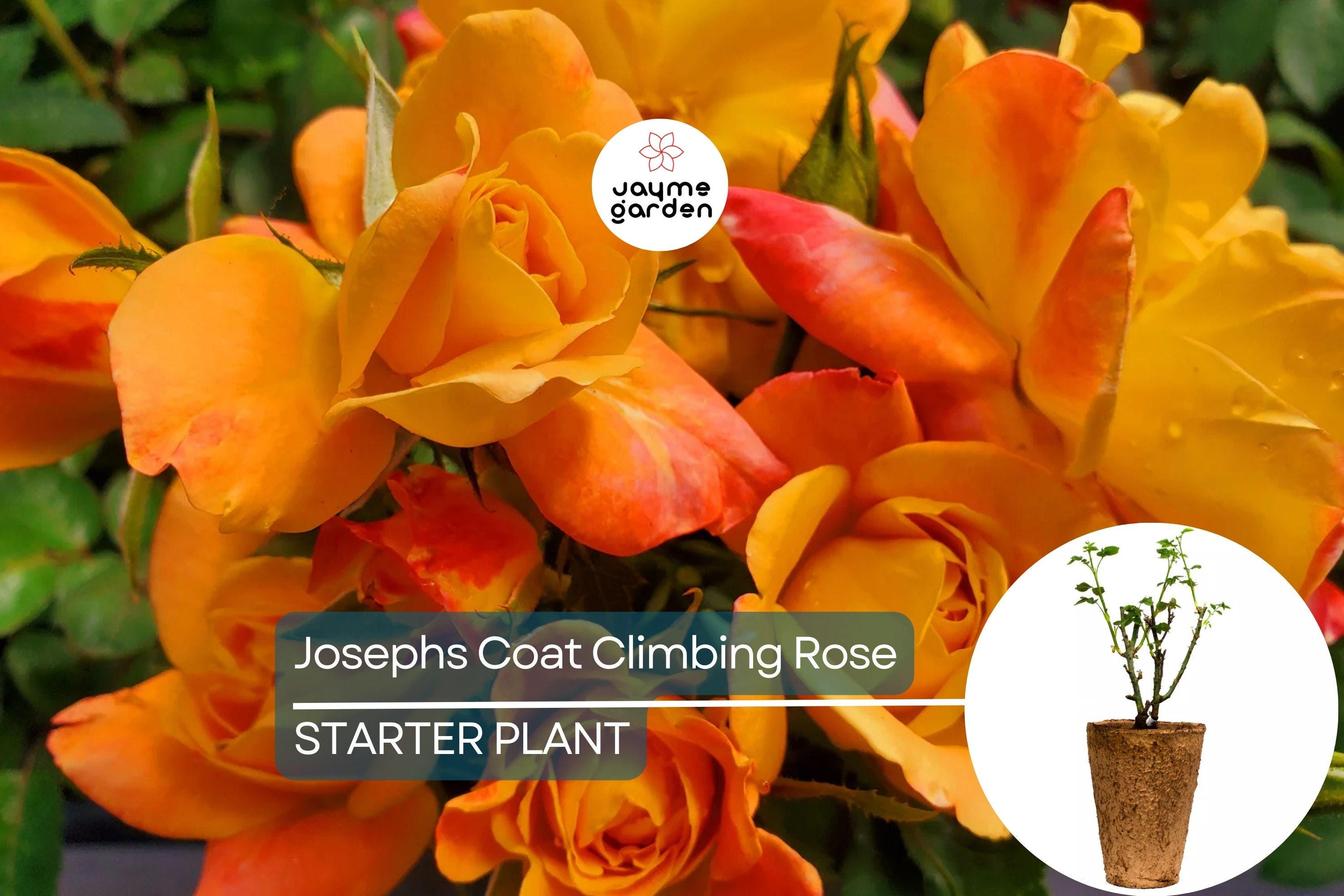 Joseph's Coat Climbing Rose – 1.5 Gal Pot | Vibrant Pink, Yellow & Orange Flowers | Own Root | Fragrant, Hardy Zones 5-9 | 10-12' Tall
