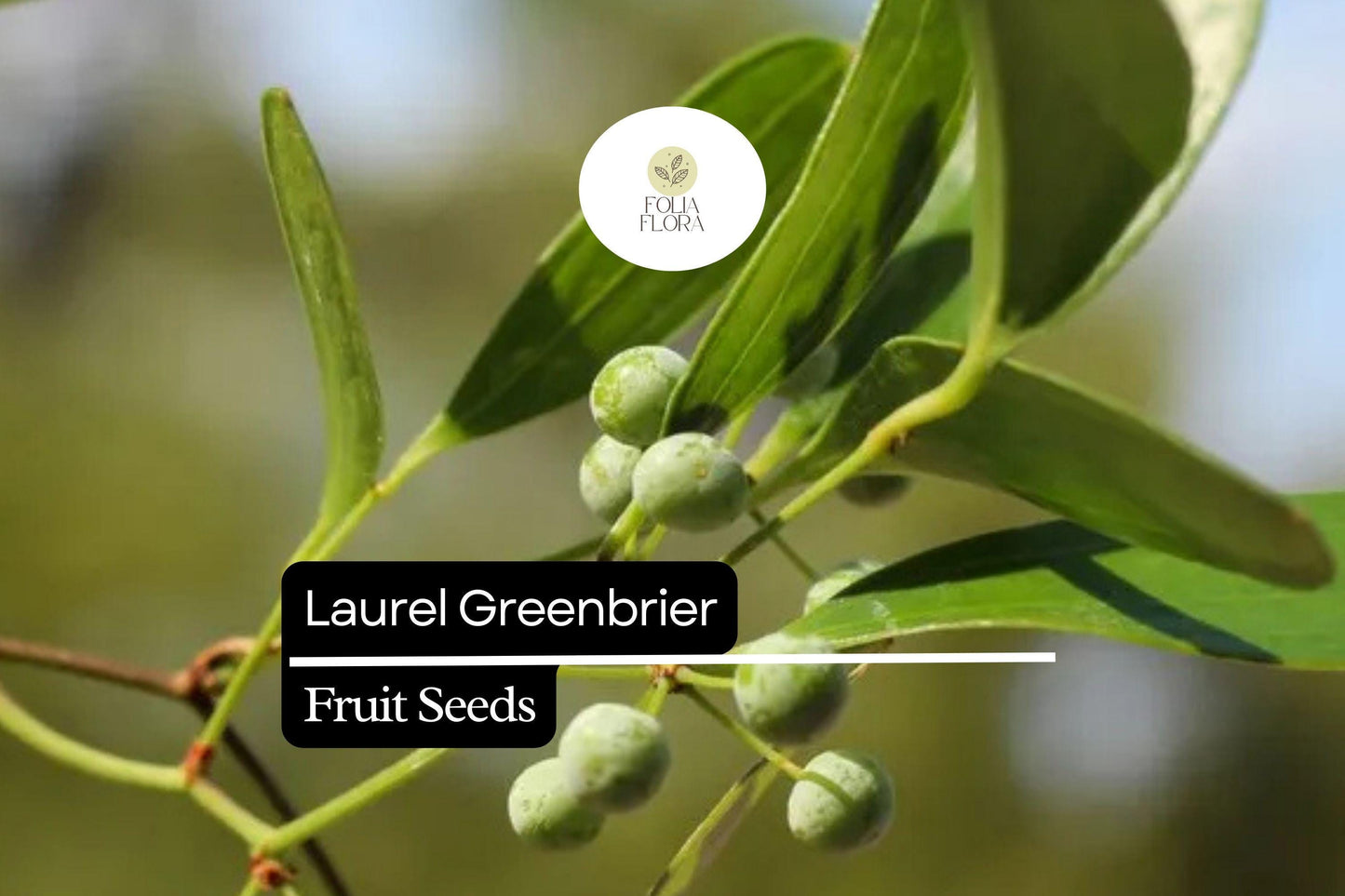 Laurel Greenbrier Seeds (Smilax laurifolia) | 5 Seeds | Hardy Vine for Wildlife & Natural Fencing