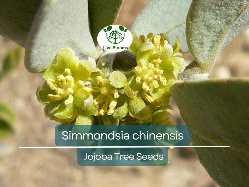 5 Seeds Jojoba (Simmondsia chinensis) for Planting | Hardy Shrub for Sustainable Landscaping, Oil Production & Wildlife Habitat