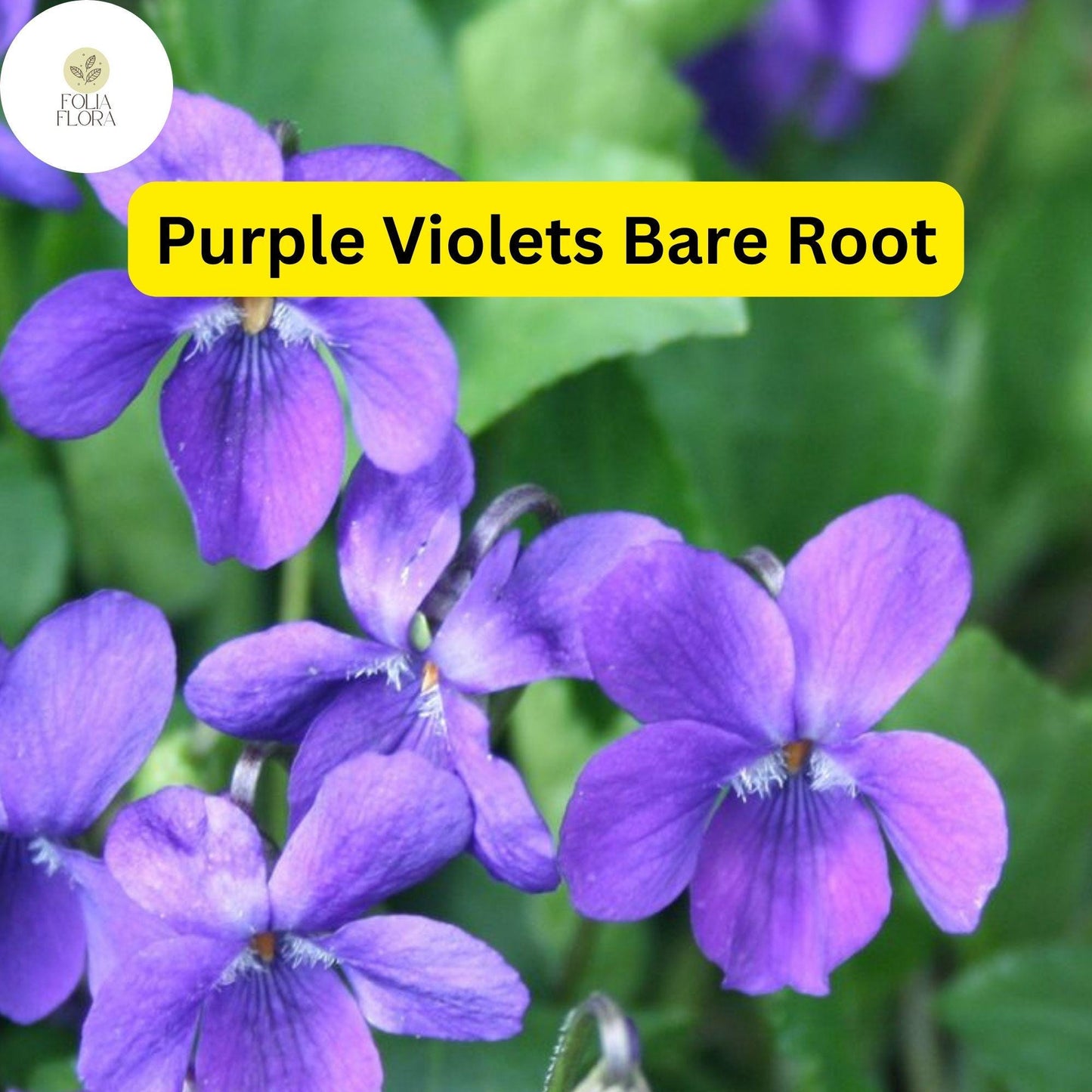 25 Purple Violets, Live Starter Plants Bulbs, Perennial Bare Root, Flower Garden Blooms