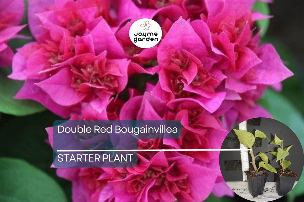 1 Double Red Bougainvillea | Live Starter Plant | Rare & Hard to Find | Well-Rooted | USA Grown | Hardy for Outdoor Gardens
