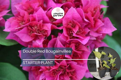 1 Double Red Bougainvillea | Live Starter Plant | Rare & Hard to Find | Well-Rooted | USA Grown | Hardy for Outdoor Gardens