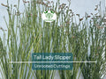 5 Stems Tall Lady Slipper (Pedilanthus) Succulent Unrooted Cuttings 3-12" | Easy Root, Unique Indoor Plant