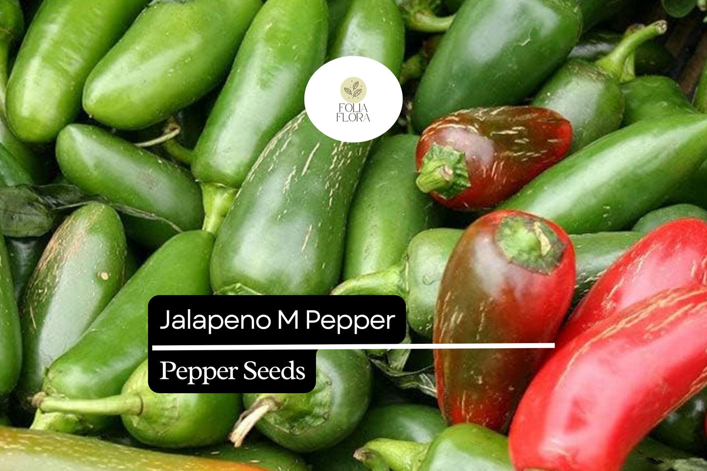 25 Jalapeño M Pepper Seeds – Capsicum annuum – Heirloom, Spicy & Flavorful, High-Yielding